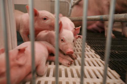 宁河原种猪场优良健康丹系长白种猪进入产子期