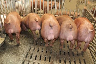 90%降到2%!我国本土种猪市场占有率跌至新低,中国企业的自主育种之路还有多远?