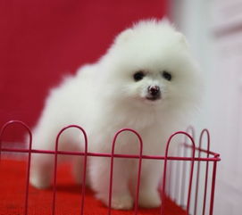 图 深圳低价出售 哈士奇 金毛 巴哥 博美 泰迪品种齐全上门优惠 深圳宠物狗