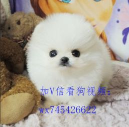 专业繁殖博美犬品质有保证赛级血统赠用品