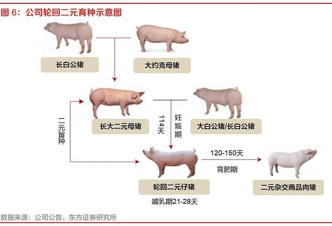 产能3万头种猪!牧原与托佩克首个合资核心场项目动工,开启育种新篇章